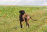 DOGUE ALLEMAND 367